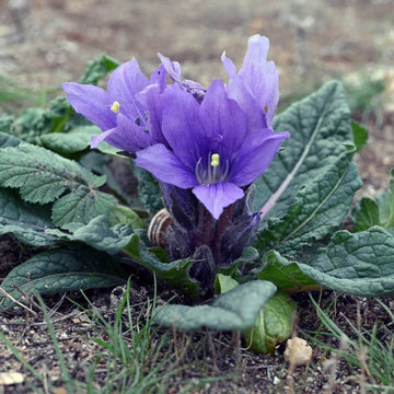 Mandrake Seeds - Herbal Plant for Home Gardens