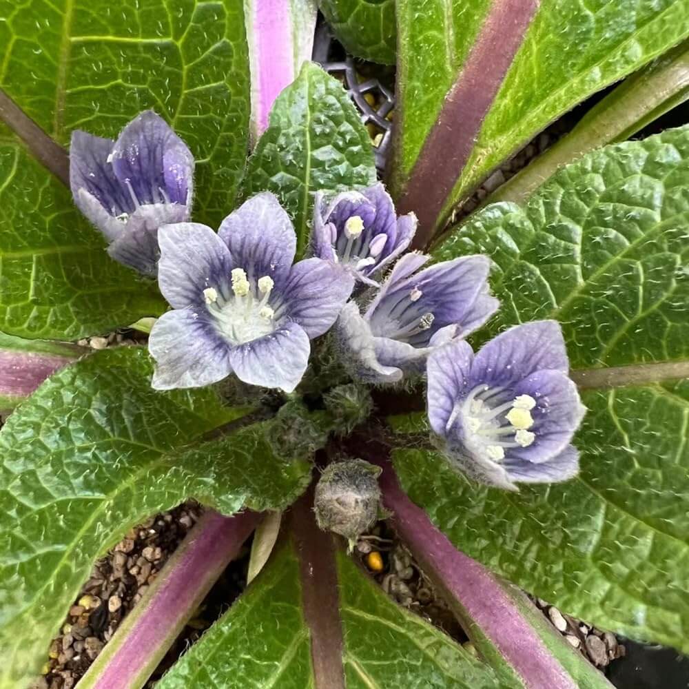 Mandrake Seeds - Herbal Plant for Home Gardens