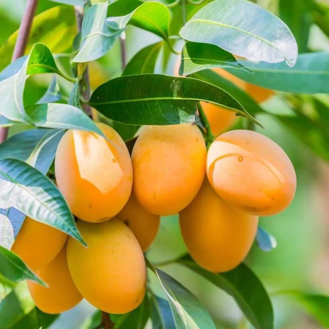 Mango Seeds – Alphonso