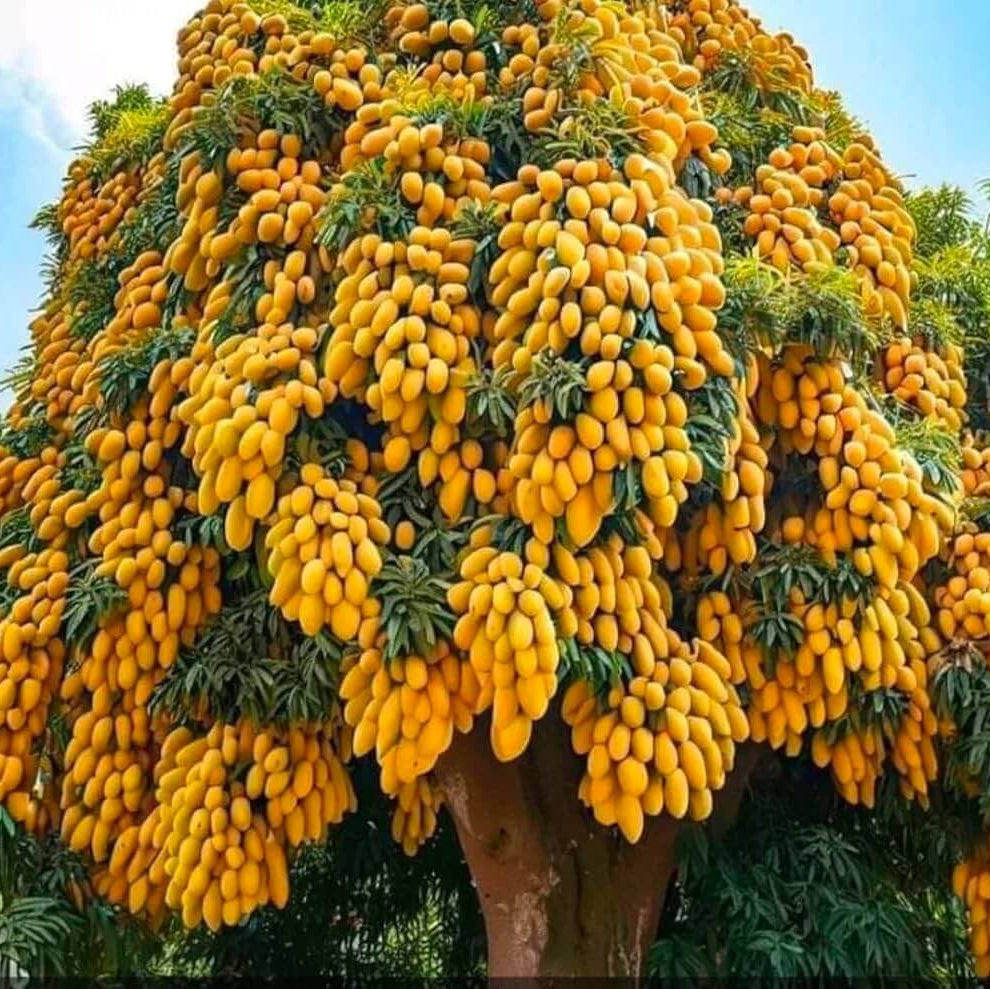 Mango Seeds – Alphonso