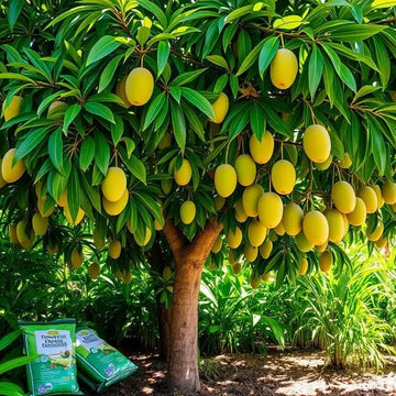 Mango Seeds – Ataulfo