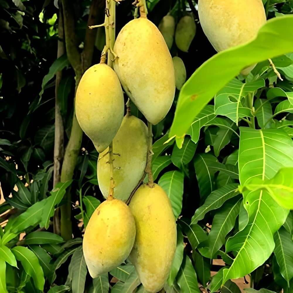 Mango Seeds – Ataulfo