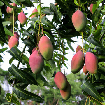 Mango Seeds – Mangifera indica