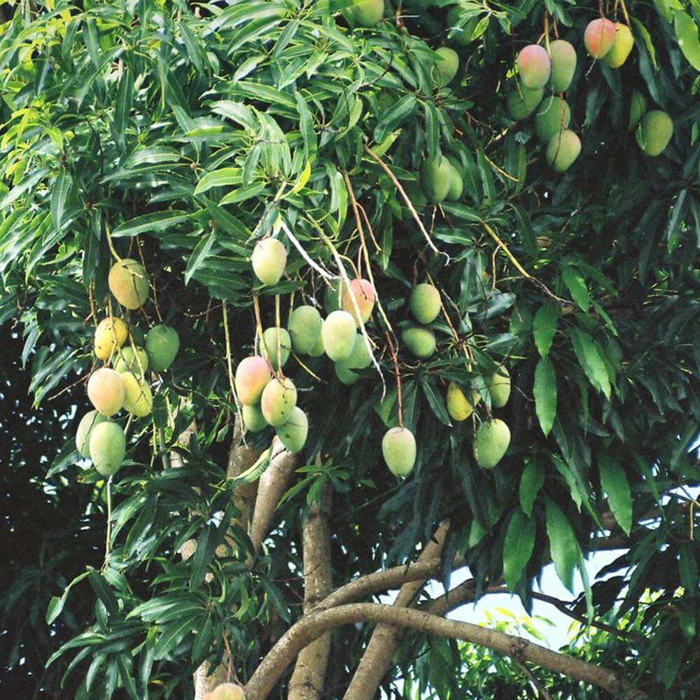 Mango Seeds – Mangifera indica