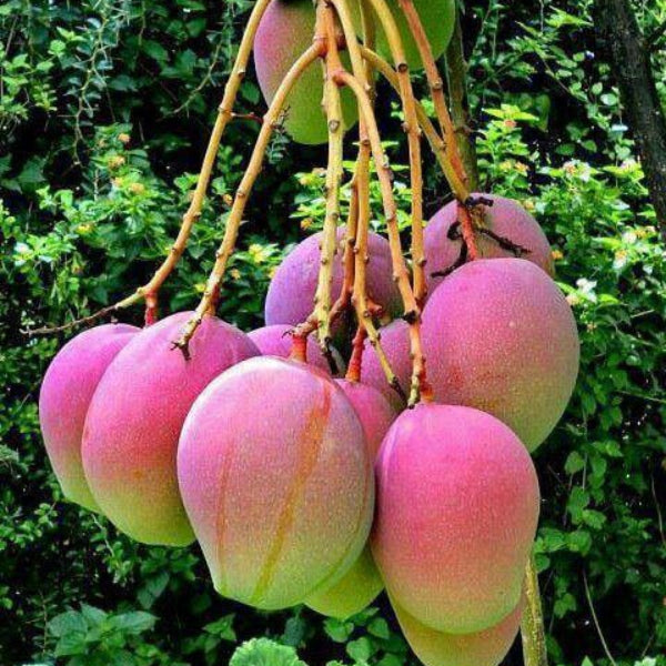 Mango Seeds – Pink