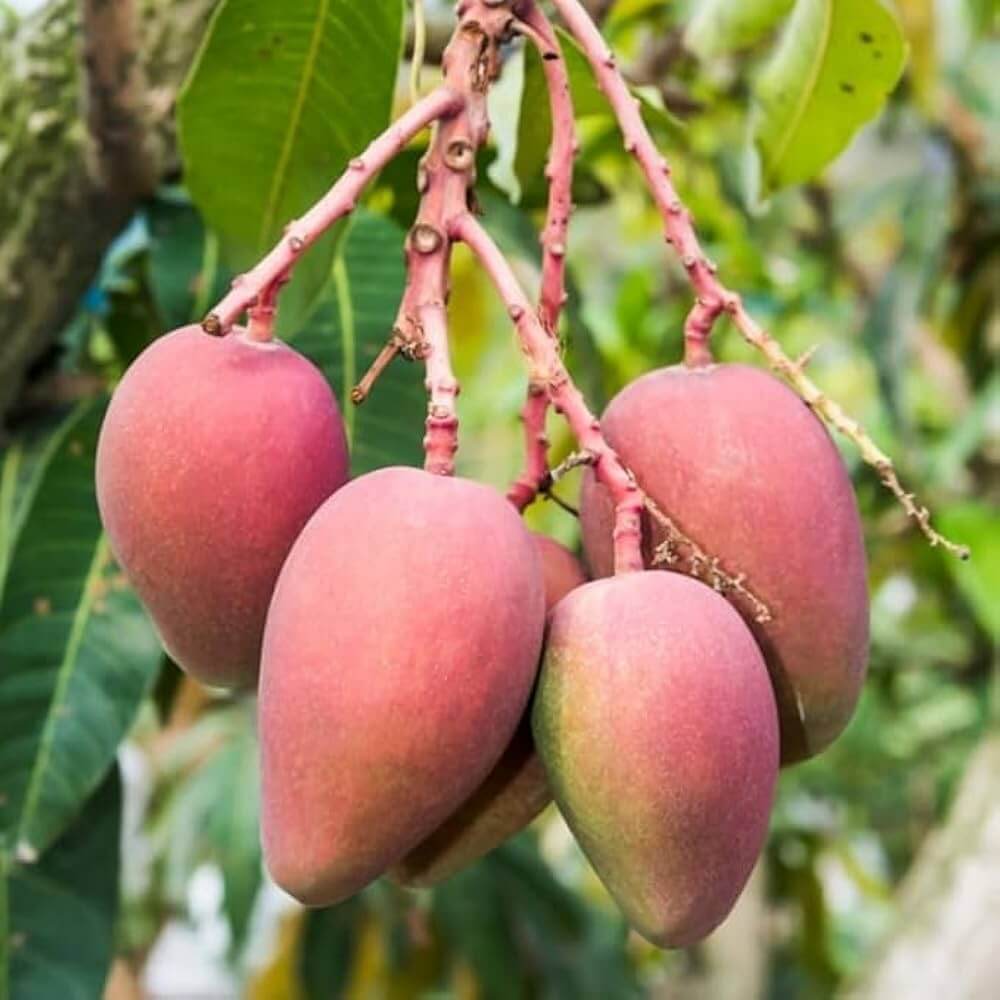 Mango Seeds – Pink
