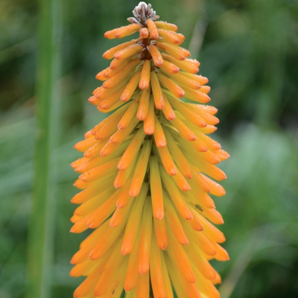 Mango Popsicle Kniphofia Seeds