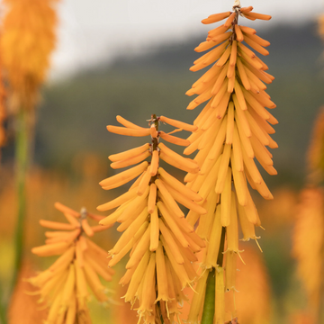 Mango Popsicle Kniphofia Seeds