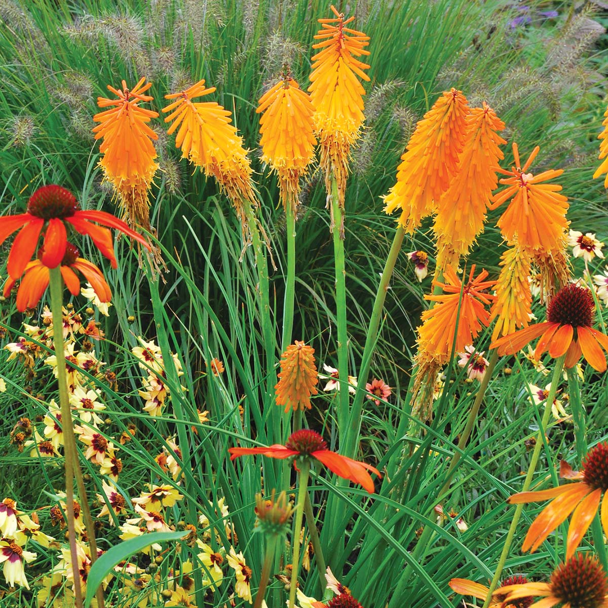 Mango Popsicle Kniphofia Seeds