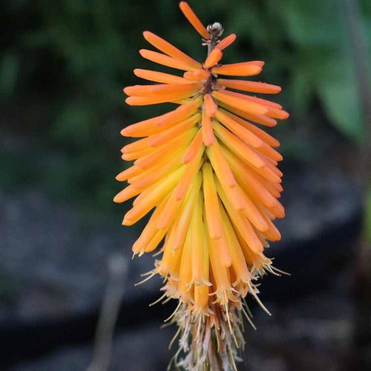 Mango Popsicle Kniphofia Seeds 