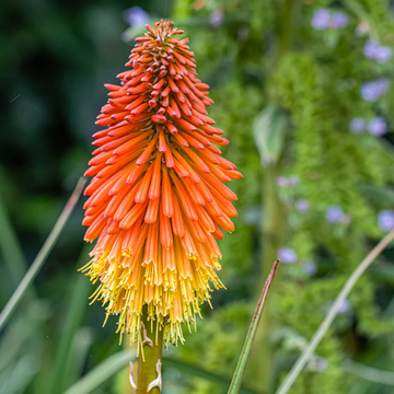 Mango Popsicle Kniphofia Seeds 
