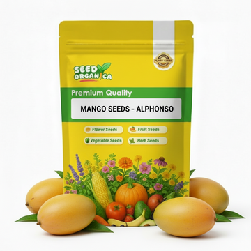 Mango Seeds – Alphonso
