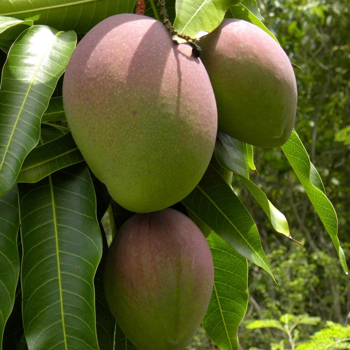 Mango Seeds – Mangifera indica