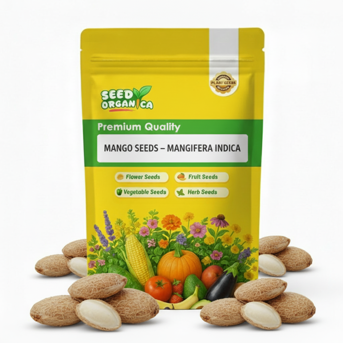Mango Seeds – Mangifera indica