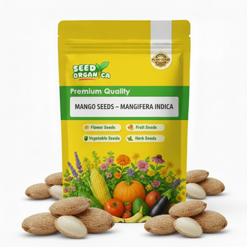 Mango Seeds – Mangifera indica