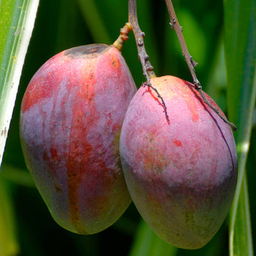 Mango Seeds – Pink