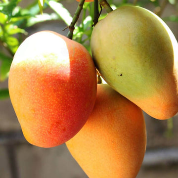 Mango Seeds – Sweet