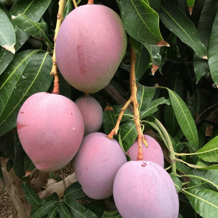 Mango Seeds – Tommy Atkins
