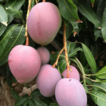 Mango Seeds – Tommy Atkins