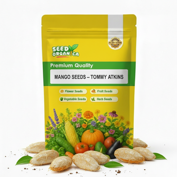 Mango Seeds – Tommy Atkins