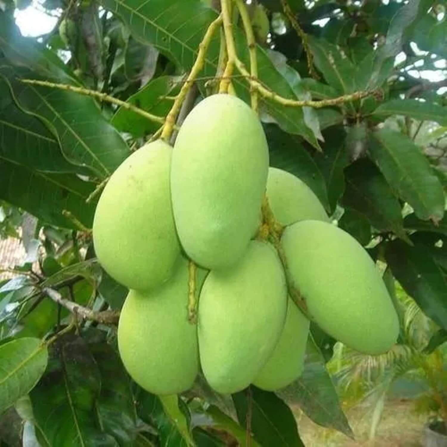 Mango Seeds – Sweet