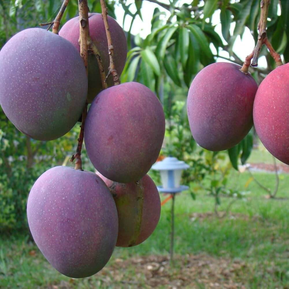 Mango Seeds – Tommy Atkins