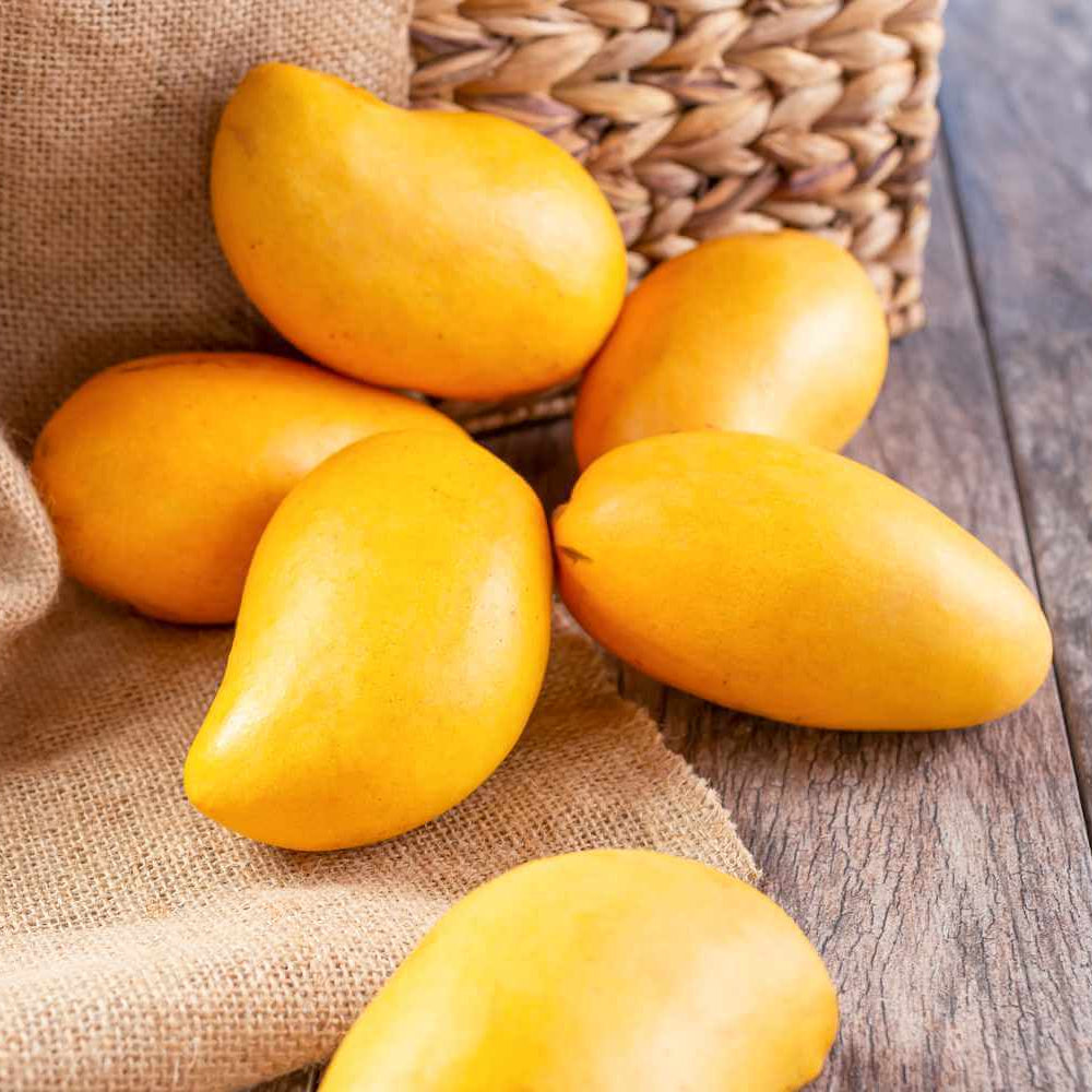 Mango Seeds – Yellow