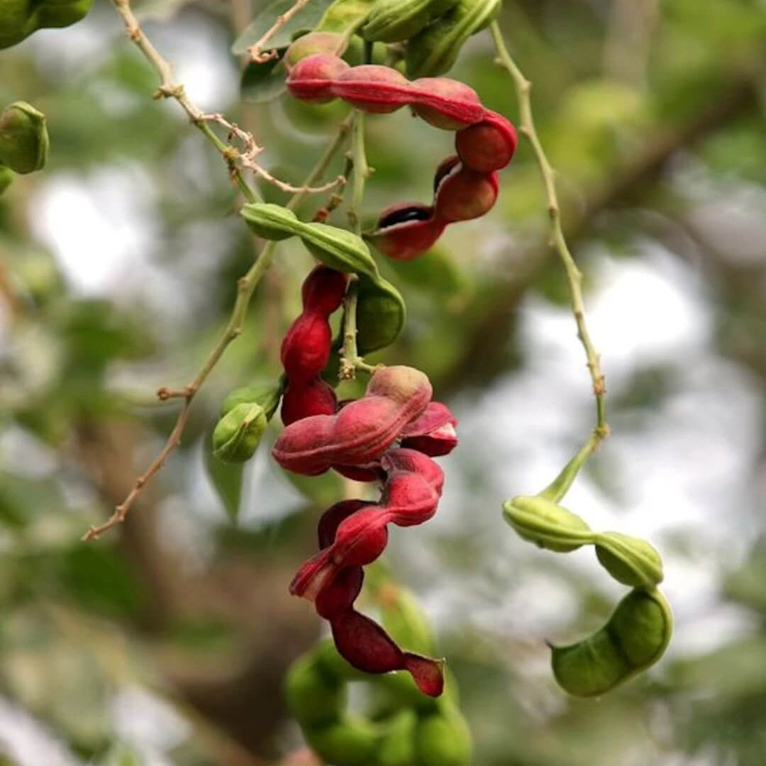 Manila Tamarind Seeds