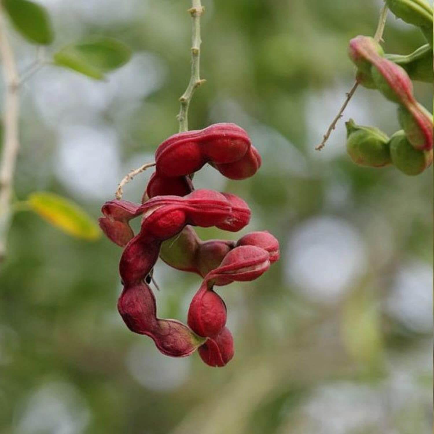 Manila Tamarind Seeds