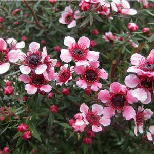 Manuka Seeds – Leptospermum scoparium