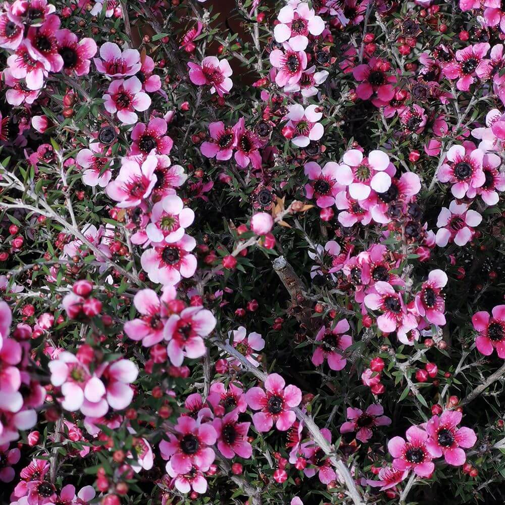 Manuka Seeds – Leptospermum scoparium
