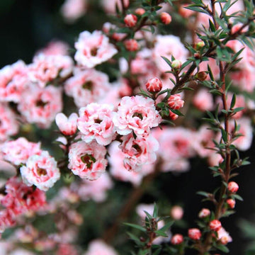 Manuka Seeds – Leptospermum scoparium