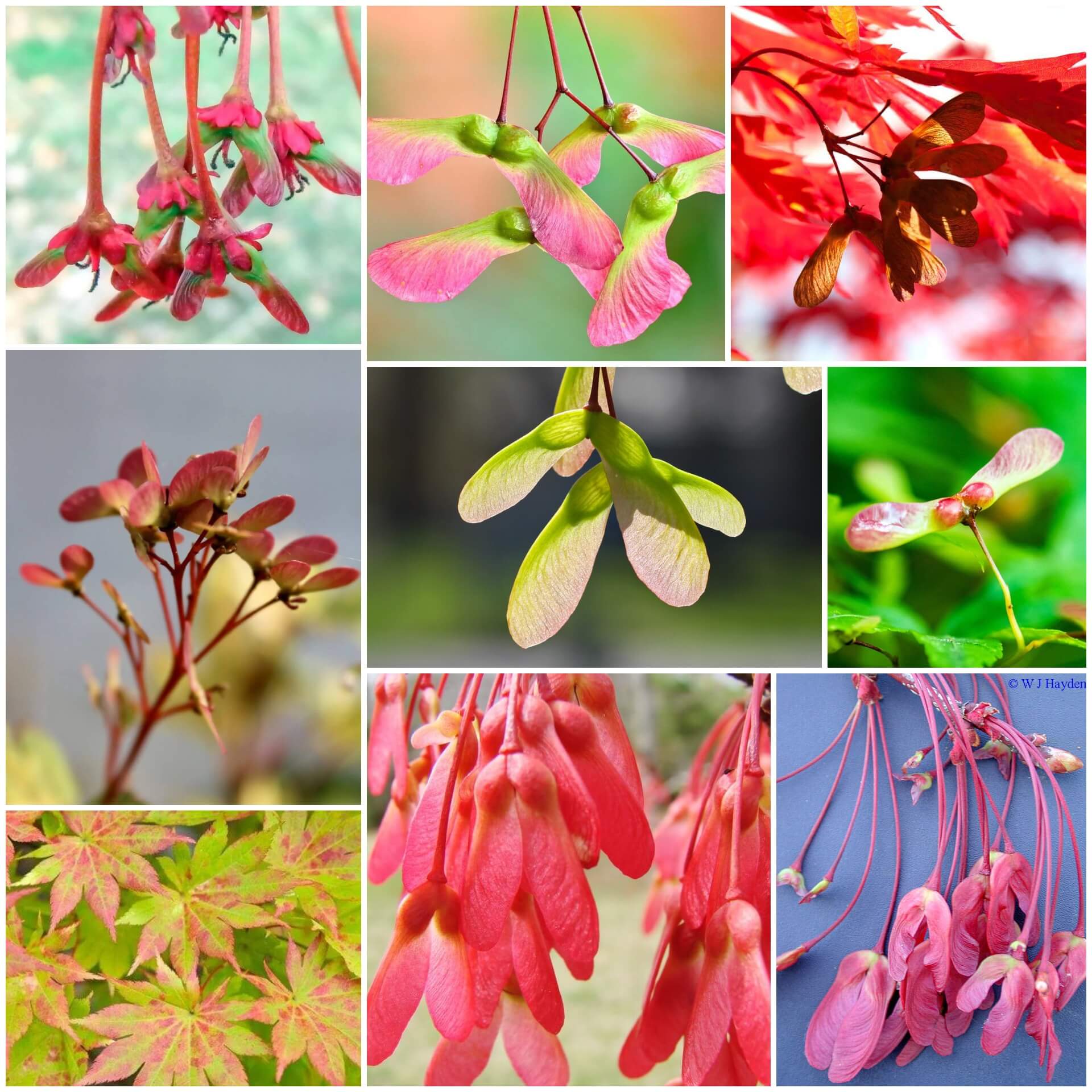 Maple Seeds - All In One For Home Gardens