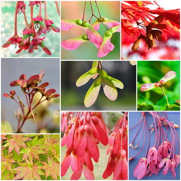 Maple Seeds - All In One For Home Gardens