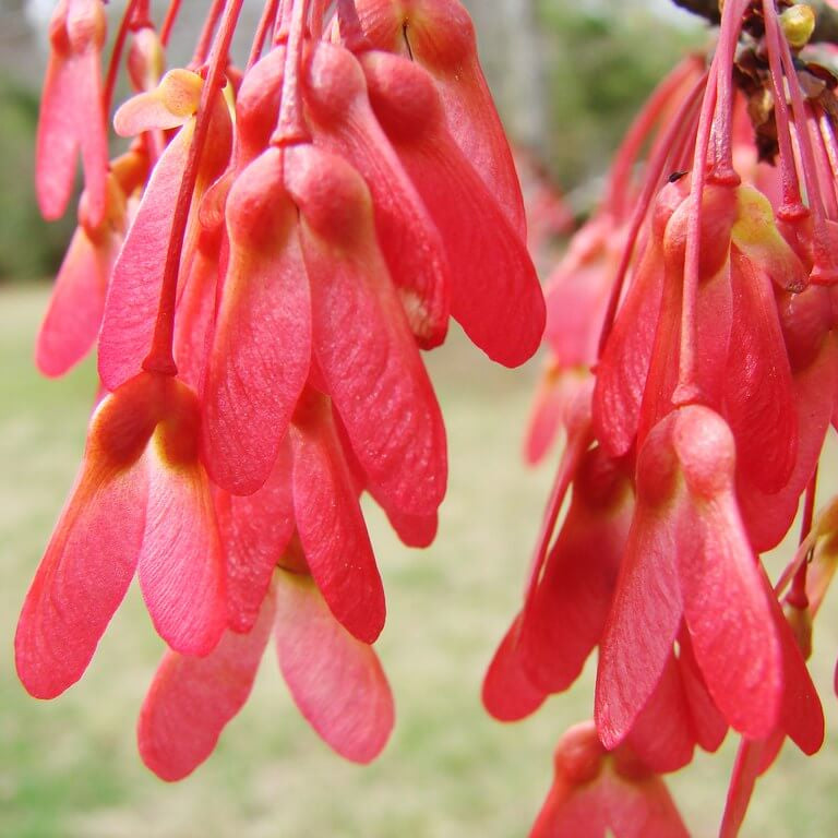 Maple Seeds - All In One For Home Gardens