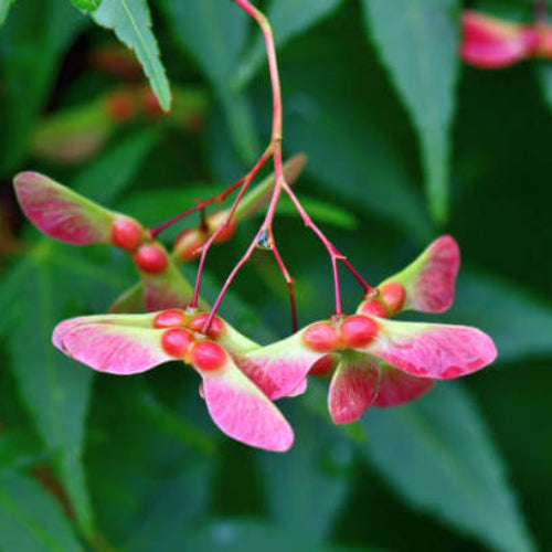 Maple Seeds - All In One For Home Gardens