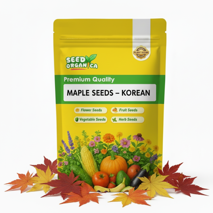Mapal Seed Korean Maple Seeds | Ornamental Tree Seeds for Gardens