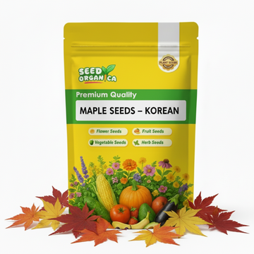 Maple Seeds – Korean