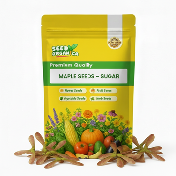 Maple Seeds – Sugar