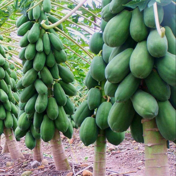 Maradol Large Sweet Papaya Seeds