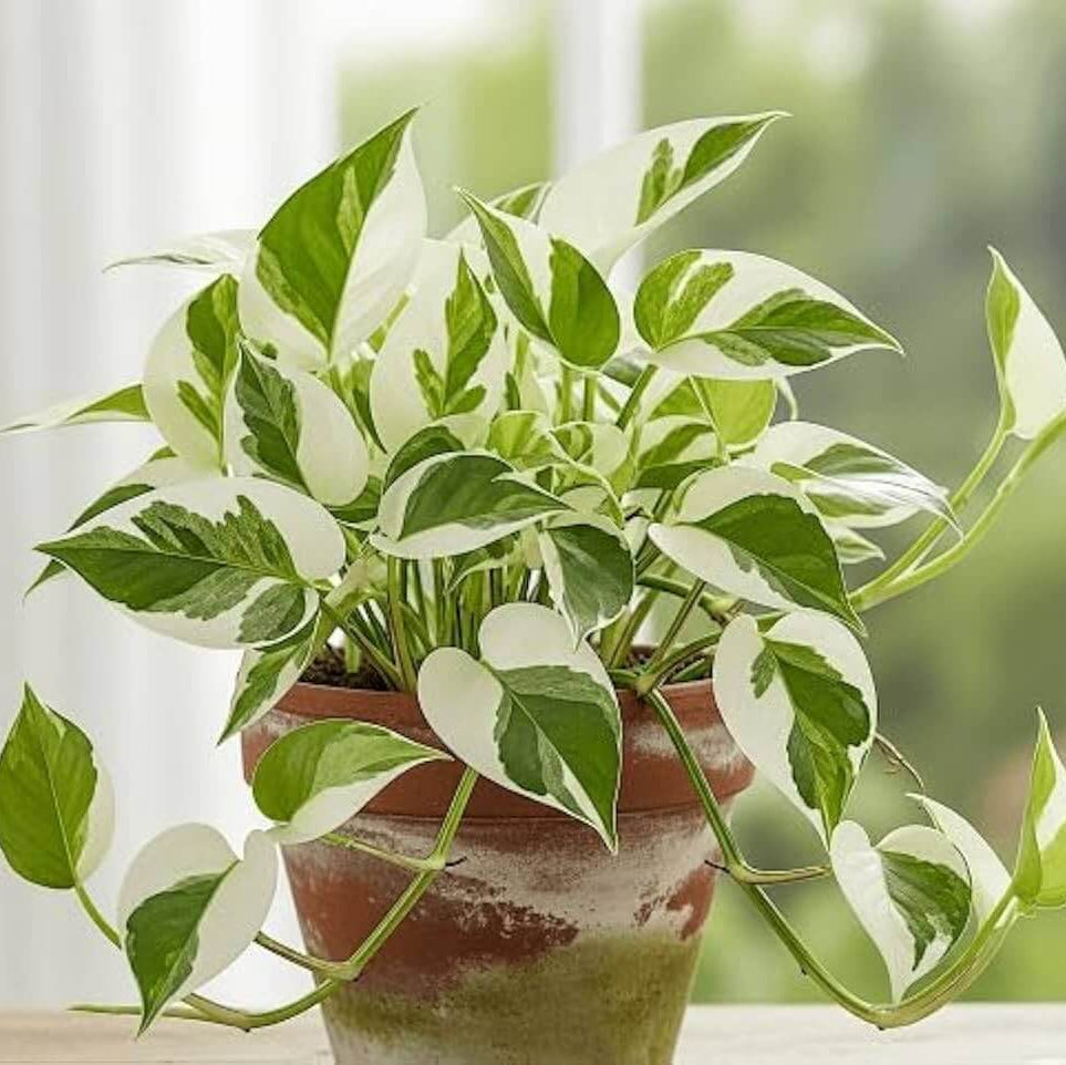Marble Queen Pothos Seeds