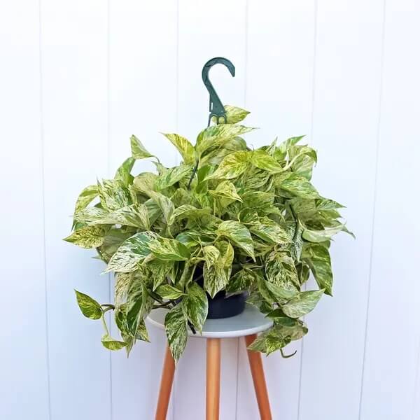 Marble Queen Pothos Seeds