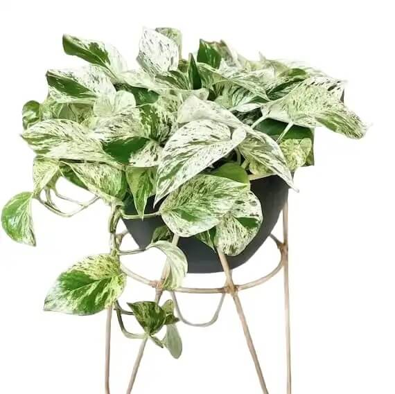 Marble Queen Pothos Seeds