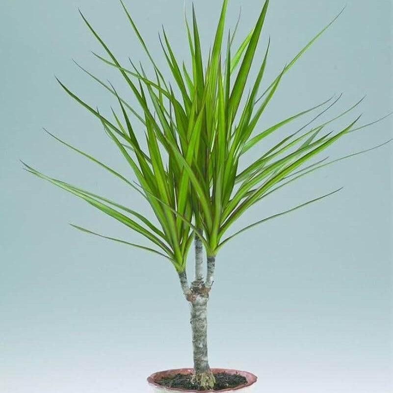 Marginata Seeds