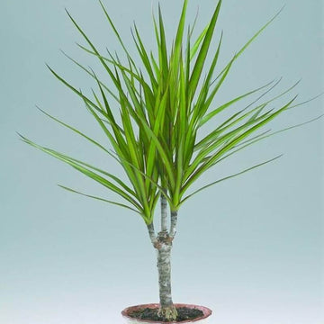 Marginata Seeds