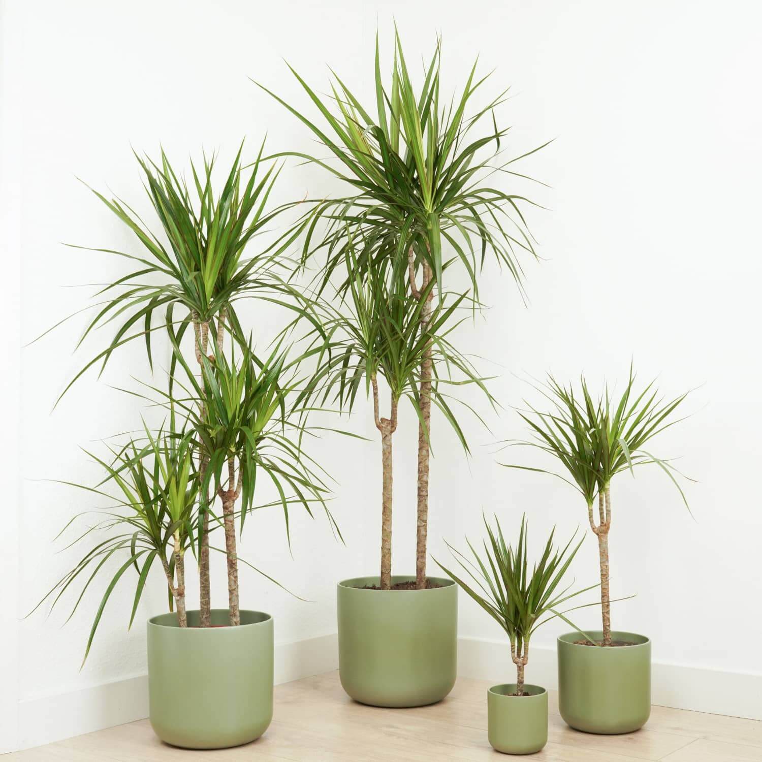 Marginata Seeds