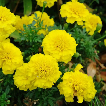 Marigold Seeds - African, Light Yellow