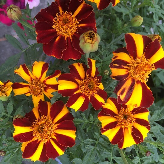Marigold Mr Majestic Seeds