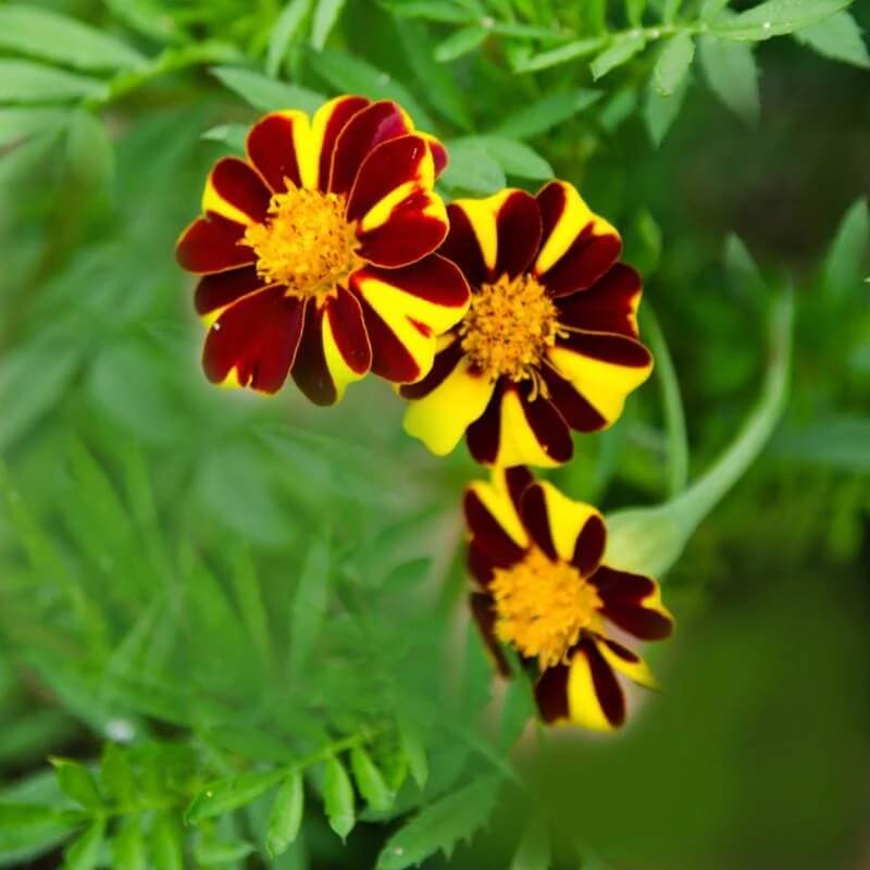 Marigold Mr Majestic Seeds