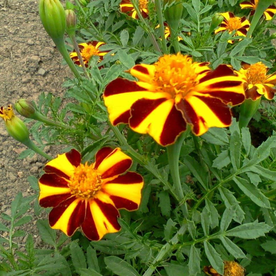 Marigold Mr Majestic Seeds